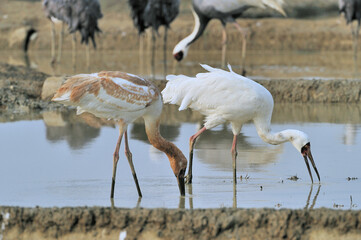 Fototapeta premium 餌を食べるソデグロヅルの成鳥と幼鳥（鹿児島県・出水市） 