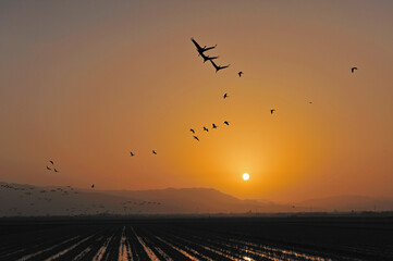 Fototapeta premium 朝日とツルの群（鹿児島県・出水市） 
