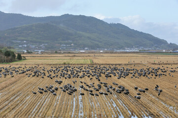 Fototapeta premium 農地に群れるナベヅル（鹿児島県・出水市） 