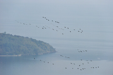 Fototapeta premium マナヅルの北帰行（鹿児島県・出水市） 