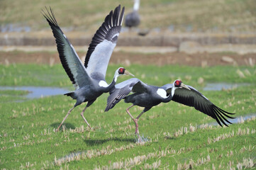 Fototapeta premium 飛び立つマナヅルのつがい（鹿児島県・出水市） 