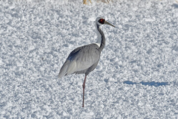 Fototapeta premium 雪上のマナヅル（北海道・鶴居村） 