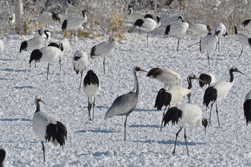 タンチョウ給餌場に現れたマナヅル（北海道・鶴居村）  © 愛 高行