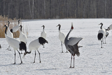 Fototapeta premium マナヅルのディスプレイコール（北海道・鶴居村） 