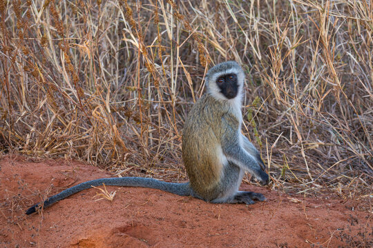vervet monkey or chlorocebus pygerythrus sitting in field at tarangire national park tanzania