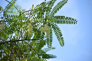Fototapeta premium White Sesbania Grandiflora flower, also known as Vegetable Hummingbird, blooming on a tree branch with natural green background.
