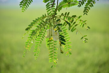 Fototapeta premium White Sesbania Grandiflora flower, also known as Vegetable Hummingbird, blooming on a tree branch with natural green background.