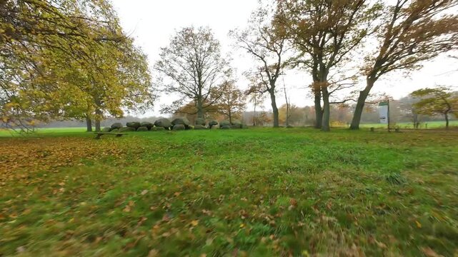 First person view drone flying low over a green field with autumn leaves, circling an ancient hunebed megalithic dolmen burial tomb in the netherlands on a cloudy day during fall season