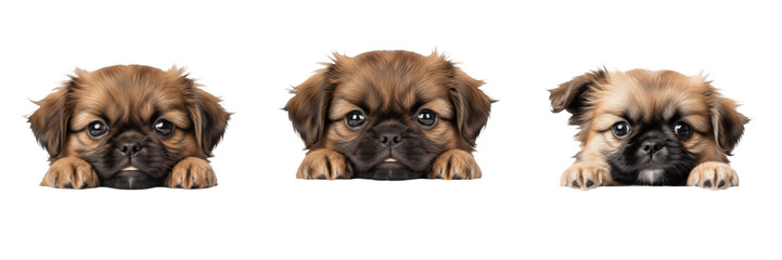 Set of Cute Pekingese Puppy Dogs Peeking Over Edge Isolated on Transparent PNG Background © Zra