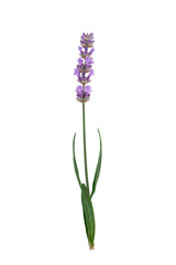 Obraz premium Tall lavender with purple blooms and green leaves, isolated, PNG