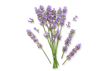 Obraz premium Lavender flowers are gathered and show various sizes, isolated, PNG