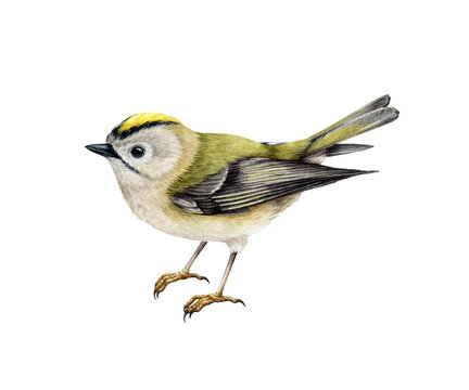 Golden-crowned kinglet bird watercolor illustration. Hand drawn realistic small forest songbird. Regulus regulus illustration. Tiny golden-crowned kinglet on transparent background.