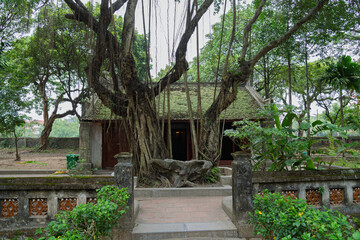 Fototapeta premium Ancient temple building embraced by a large banyan tree with hanging roots, creating a mystical atmosphere in the historic Hoa Lu complex.
