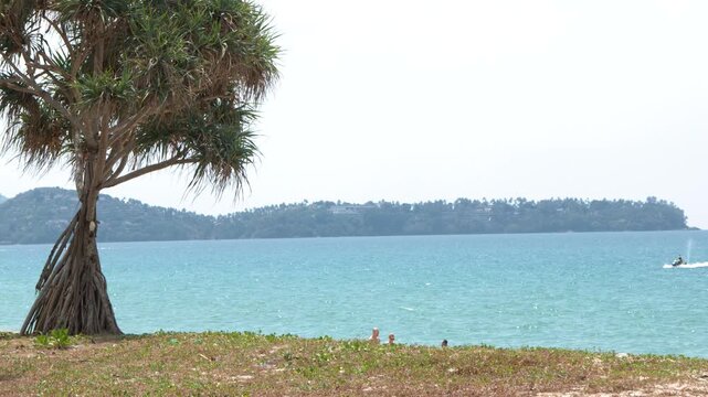 Tropical Pandanus Tree Overlooking Turquoise Ocean and Distant Island in Phuket