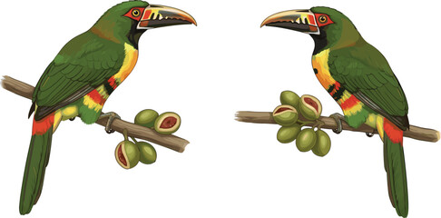 Fototapeta premium Realistic Toucan Bird Illustration with Colorful Beak and Tropical Branch Detailed Exotic Wildlife Vector Design Collection