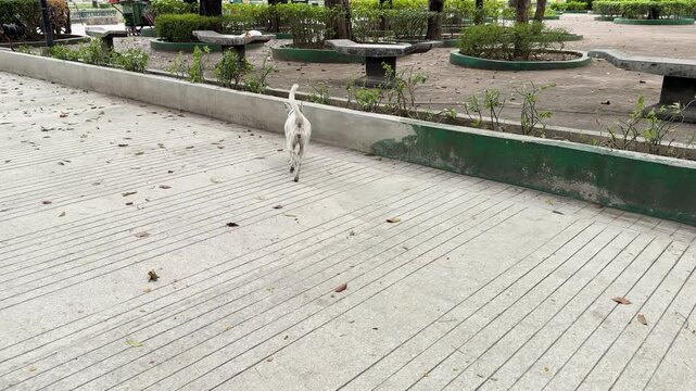White Stray Dog Walking Through a Public Park in Manila