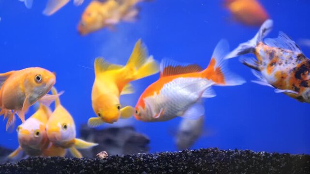 Colorful goldfish swimming in blue aquarium tank with black gravel bottom and bubbles