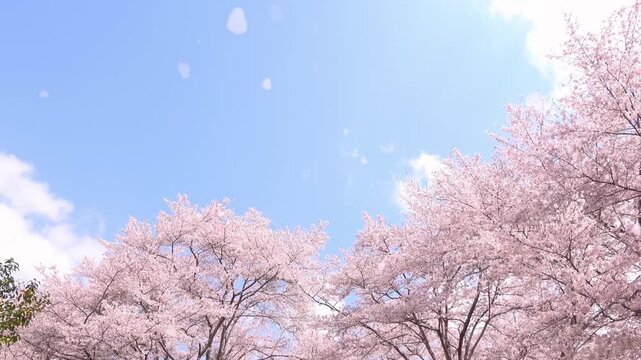 風で舞い散る満開の桜の花びらと青空  4K エフェクトあり