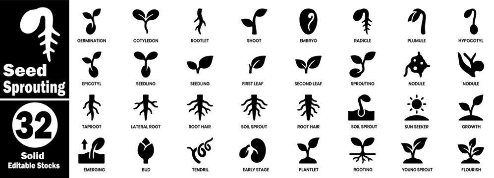 Seed sprouting icons set. Featuring germination, cotyledon, rootlet, shoot, embryo, radicle, plumule, hypocotyl, epicotyl, seedling, nodule vector illustration.