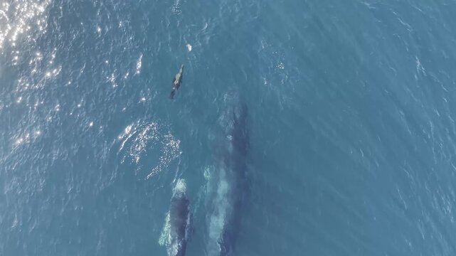 Humpback Whale Pod Surface Behavior - Afternoon Cabo San Lucas, Mexico Part 3 - Aerial Drone 4K