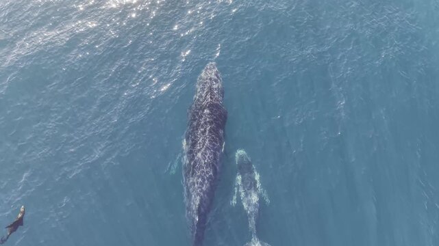 Humpback Whale Pod Surface Behavior - Afternoon Cabo San Lucas, Mexico Part 2 - Aerial Drone 4K