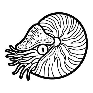 Detailed nautilus shell with tentacles in elegant black lines