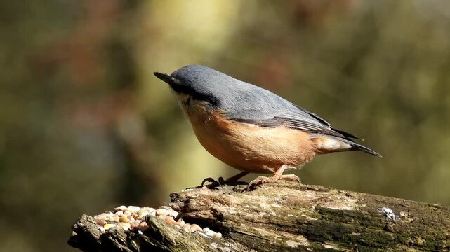 A Eurasian nuthatch (Sitta europaea), identifiable by its blue-grey upperparts, buff-orange underparts, and dark stripe running through the eye. 
