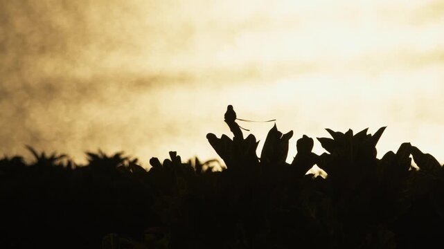Backlit view of a male Peruvian sheartail hummingbird perched with the blurred ocean glowing yellow in golden hour light while its long streamer tail moves gently in the wind in Lima, Peru.