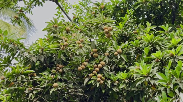 Sapodilla tree loaded with ripe brown fruits moving gently in the wind, filmed from low angle in tropical rural landscape in India.