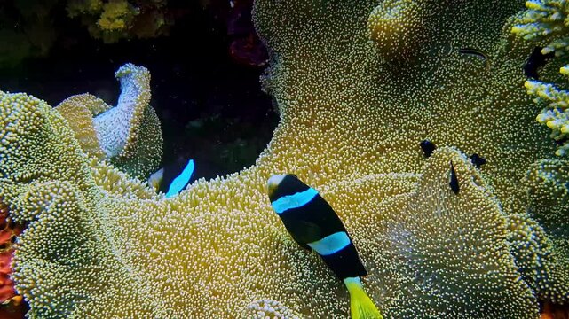 Clownfish swirl through soft coral reefs, black and blue vertebrate twisting gently