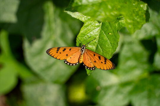 Acraea terpsicore, the tawny coster, is a small, 53&ndash;64 millimetres, leathery-winged butterfly common in grassland and scrub habitats.