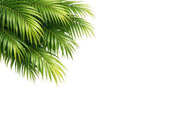 Fototapeta premium Vibrant green palm leaves on a clean white background, creating a fresh tropical border for summer designs and natural product promotions.