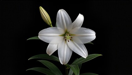 Fototapeta premium Beautiful White Lily Flower with Green Leaves Against a Black Background