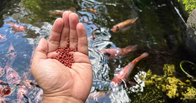 hand holding fish food pellets with fish pond background