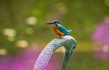 Fototapeta premium Kingfisher