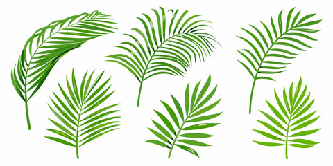 Collection of vibrant green palm leaves arranged on a white background © Sabuj