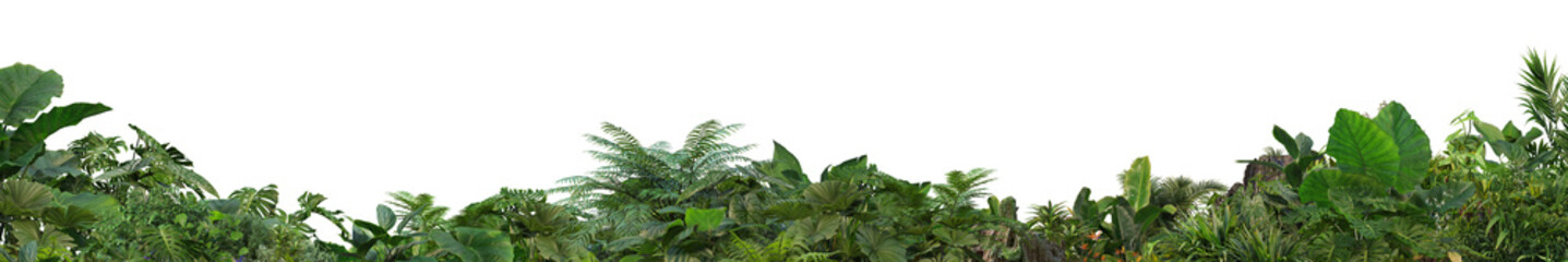 3D render foreground Tropical Plant Green Leaf on transparent background © jomphon