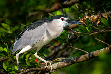 Fototapeta premium Grey heron