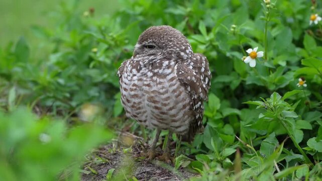Cute Burrowing Owl on flower ground preening feathers