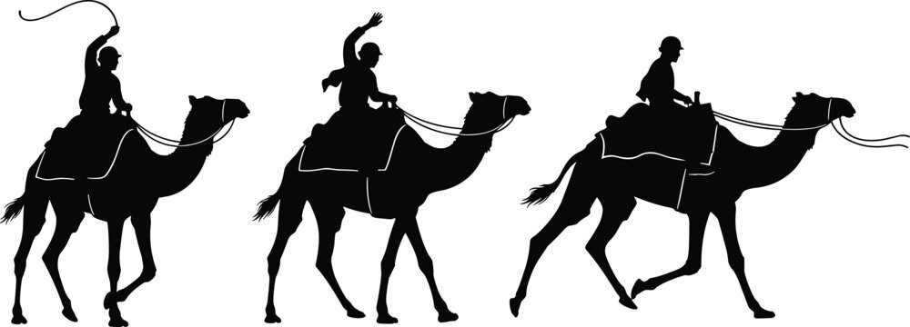 Black vector silhouette set of camel racing with riders and jockeys in various poses isolated on white background for desert safari and heritage design.