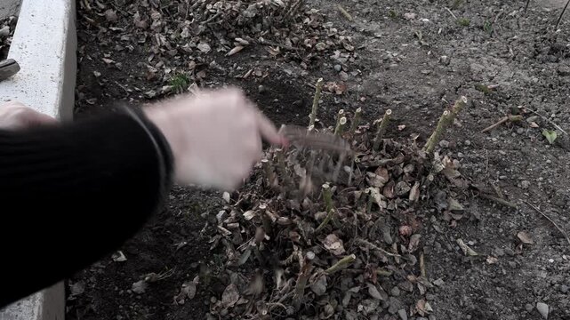 preparing the garden for summer, removing fallen leaves, pruned cuttings and plant debris