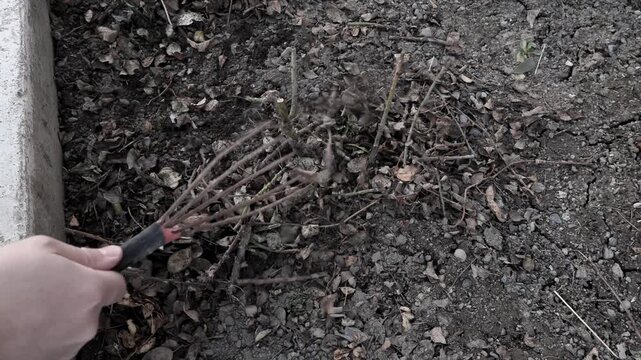 preparing the garden for summer, removing fallen leaves, pruned cuttings and plant debris