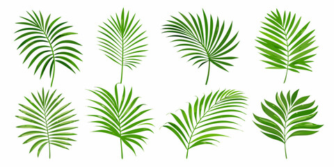 A collection of vibrant green palm leaves displayed on a white background © Topoti