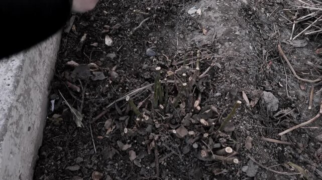 preparing the garden for summer, removing fallen leaves, pruned cuttings and plant debris
