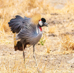 Fototapeta premium Grey Crowned-Crane (Balearica regulorum) pair foraging and feeding in dry arid savannah in Ngorongoro crater showing their ornate coloration