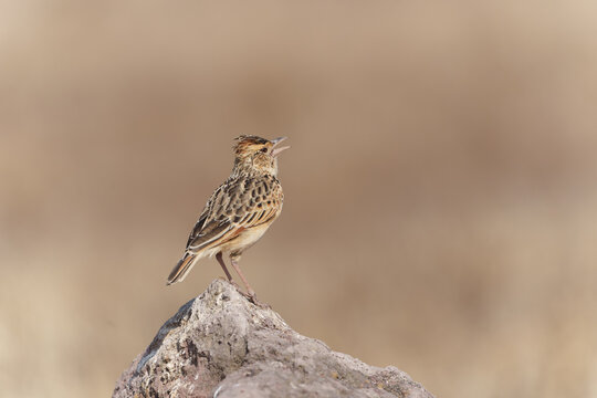Rufous-naped Lark (Corypha africana), alone on rock looking around and calling with beak open.