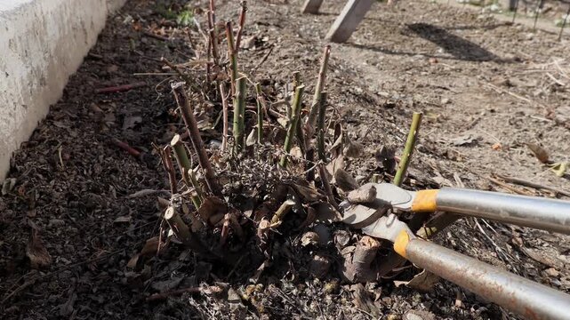 spring preparation of plants, pruning dry rose cuttings