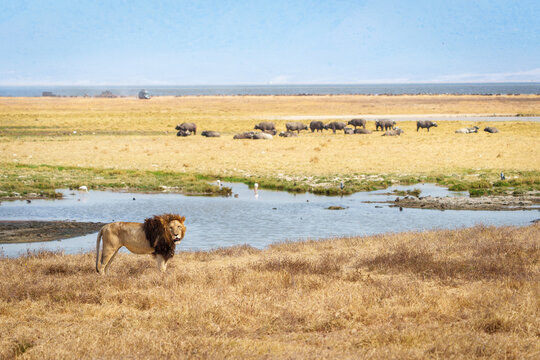 Mature male lion or pantera leo standing looking this way in foreground of landscape with wildlife in background