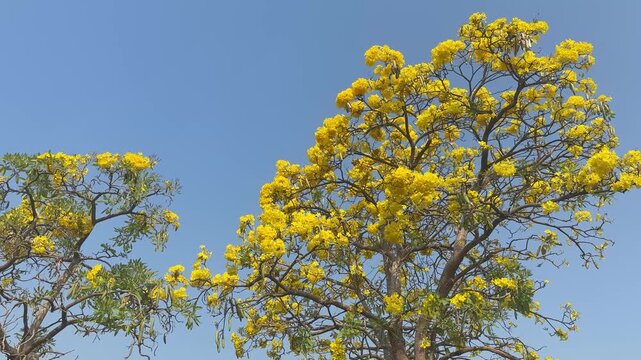 The Silver Trumpet Tree is a stunning ornamental tree famous for its brilliant yellow blooms and silvery-green foliage. In the botanical world, it is scientifically known as Tabebuia aurea (formerly T