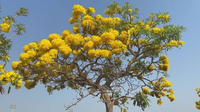The Silver Trumpet Tree is a stunning ornamental tree famous for its brilliant yellow blooms and silvery-green foliage. In the botanical world, it is scientifically known as Tabebuia aurea (formerly T